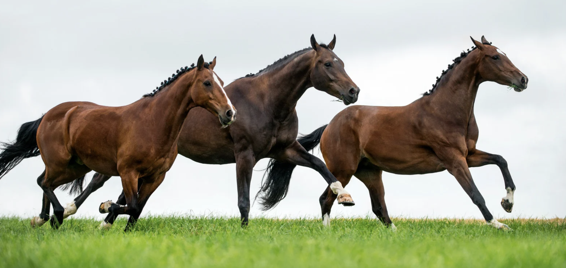 Formation en Ostéopathie Équine : Devenez un Expert en Soins pour Chevaux